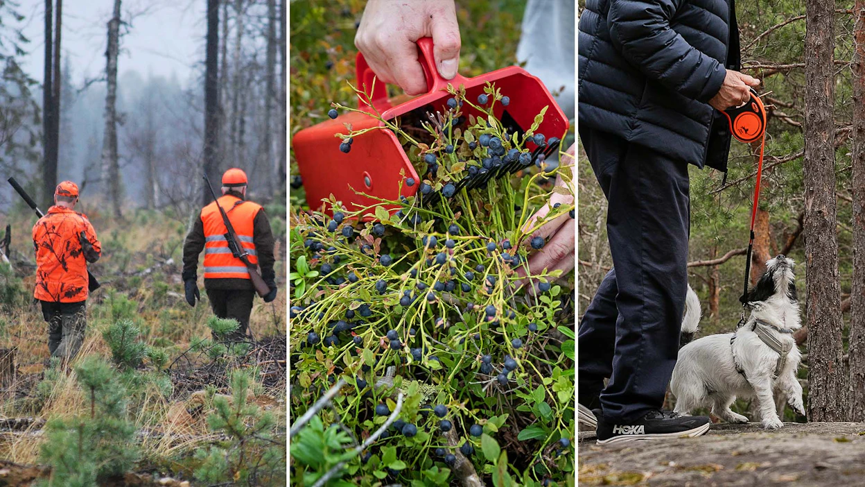 Metsästystä ja muuta maastossa kulkemista koskevat tiukennetut rajoitukset astuvat voimaan tänään, Ruokavirastosta kerrotaan.
