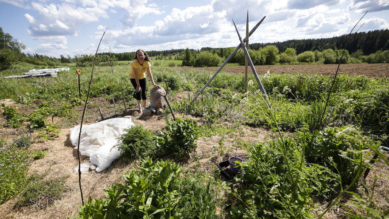 Viljelyä Keuruun ekokylän kasvimaalla. Kuvituskuva.