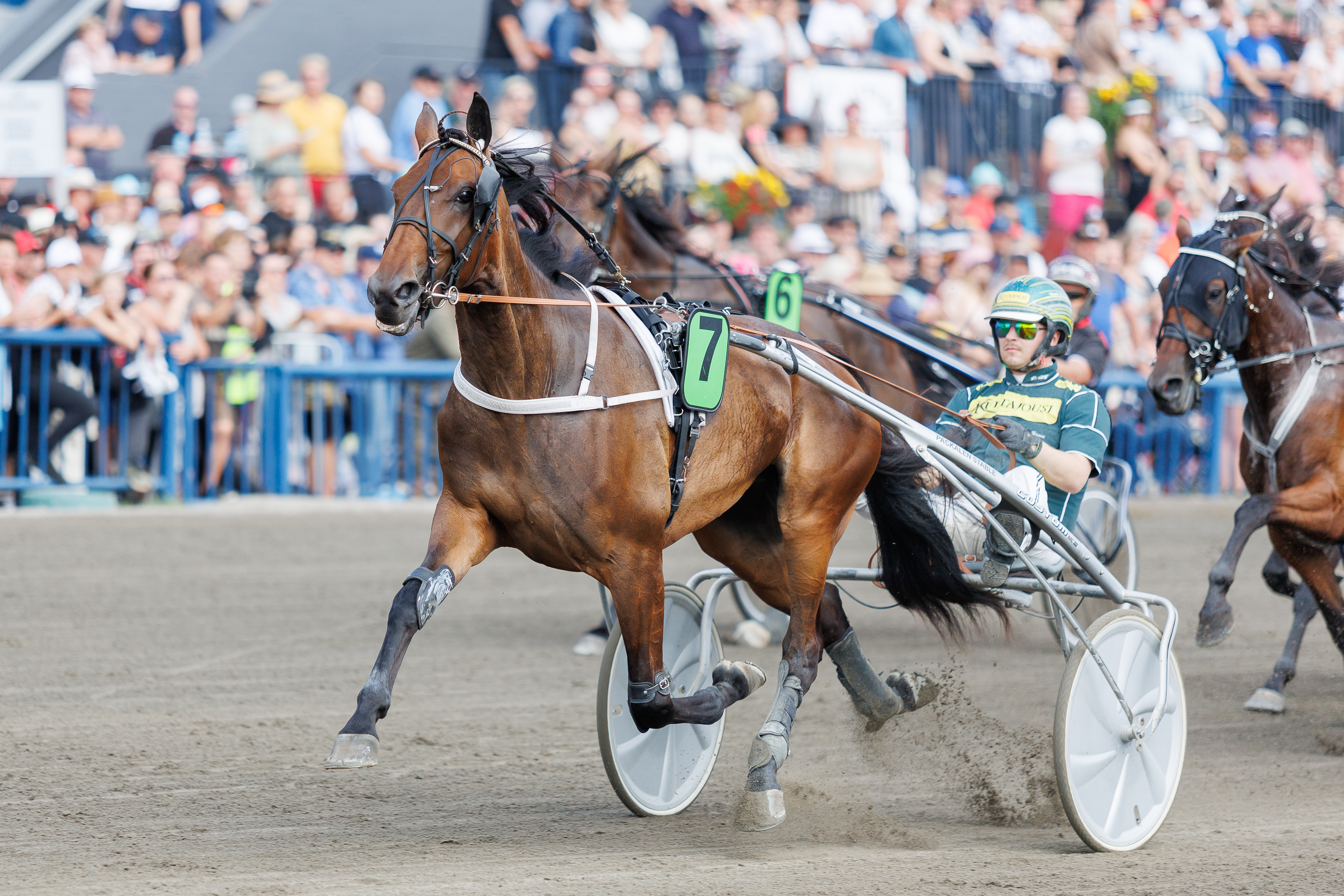 Christa Packalénin tallin Marier Mili tavoittelee nelivuotiaiden tammojen Kasvattajakruunu-finaalin voittoa.