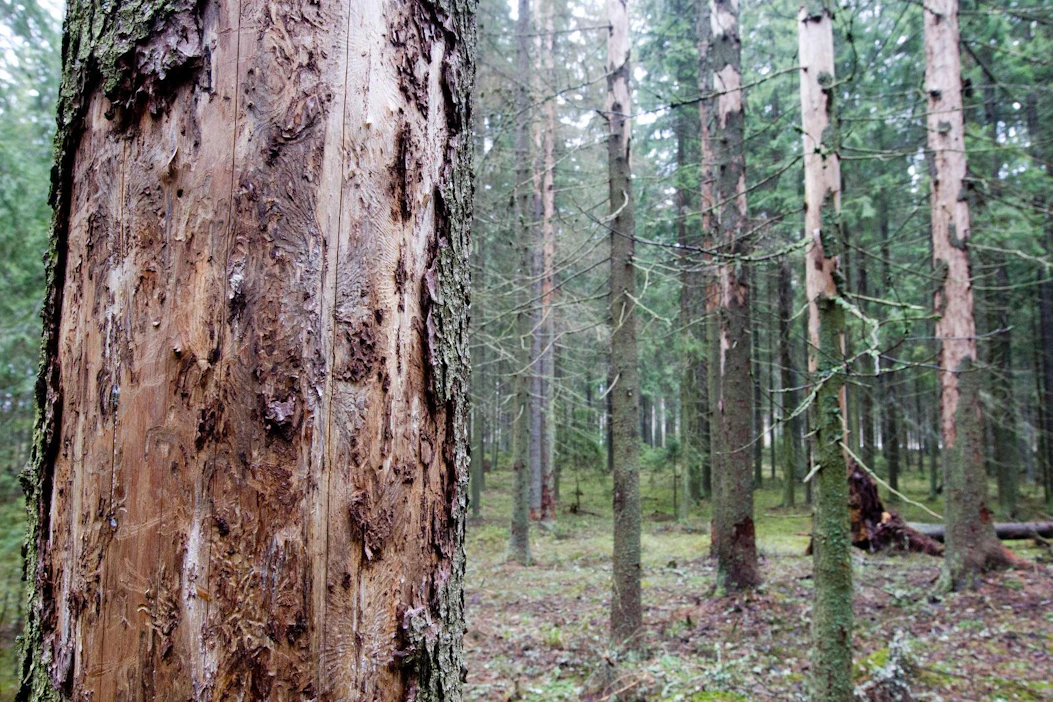 Kirjanpainajatuhot ovat olleet viime vuosina vakavia erityisesti eteläisessä Suomessa.