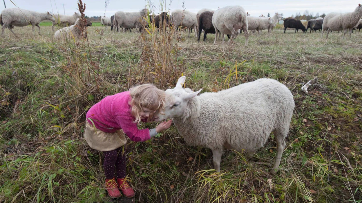 Yleisön suosikki on äänestyksen perusteella Jaakko Heikkilän kuva sarjasta "Mimmi ja lampaat". Heikkilä seurasi luomulammastilaa kotiseudullaan Torniojokilaaksossa.