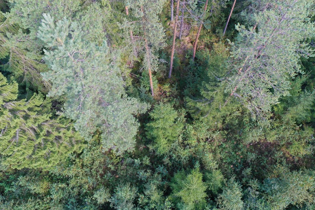 Jatkuvan kasvatuksen hakkuiden osuus on Metsäkeskuksen mukaan kuitenkin edelleen vain 2,7 prosenttia kaikista tänä vuonna ilmoitetuista hakkuista.