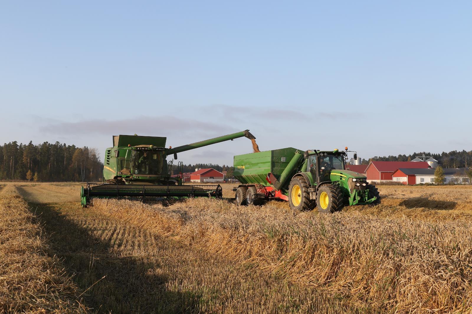 Tästä kuvasta ilmenevät molemmat tekniikat, joista Jussi Isotalo ei enää suostu luopumaan mistään hinnasta. Automaattiohjaus helpottaa puintia merkittävästi, kun leveää pöytää ei tarvitse jatkuvasti tähdätä kohdalleen. Vauhdista tyhjennys ja ruuvipurkuvaunu lisäävät yhden puimurin kapasiteettia jopa kolmasosalla.