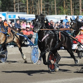 Odd Herakles voitti Nordic Kingin vuonna 2019 ennen Smedheim Solania. Molemmat hevoset ovat mukana myös tänä vuonna.