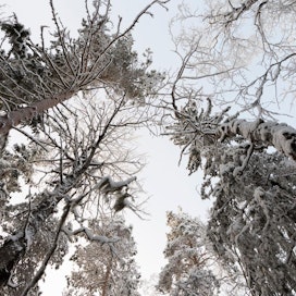 Luonnonsuojeluun täytyy ohjata miljardeja euroja vuoteen 2030 asti, jos Suomi mielii saavuttaa EU:n asettamat suojelutavoitteet. Luontopaneeli korostaa, että Suomi on tavoitteet jo hyväksynyt. Lumi kuorrutti puita maanantaina Räkäsuon suojelualueella Muhoksella.