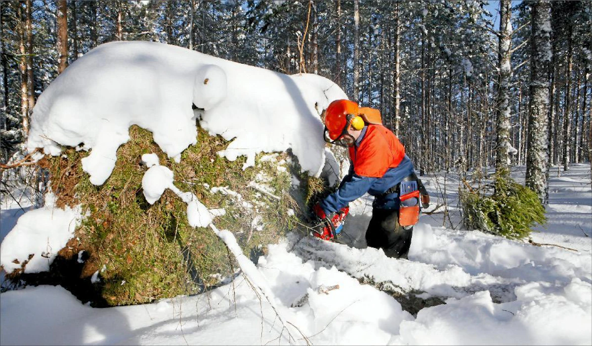 Paksu lumi vaikeuttaa nyt myrskypuun korjuuta. Juurakkoineen kaatuneet puut säilyvät pitkälle kesään, maanviljelijä Tuomo Raininko sanoo. pasi leino