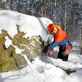 Paksu lumi vaikeuttaa nyt myrskypuun korjuuta. Juurakkoineen kaatuneet puut säilyvät pitkälle kesään, maanviljelijä Tuomo Raininko sanoo. pasi leino