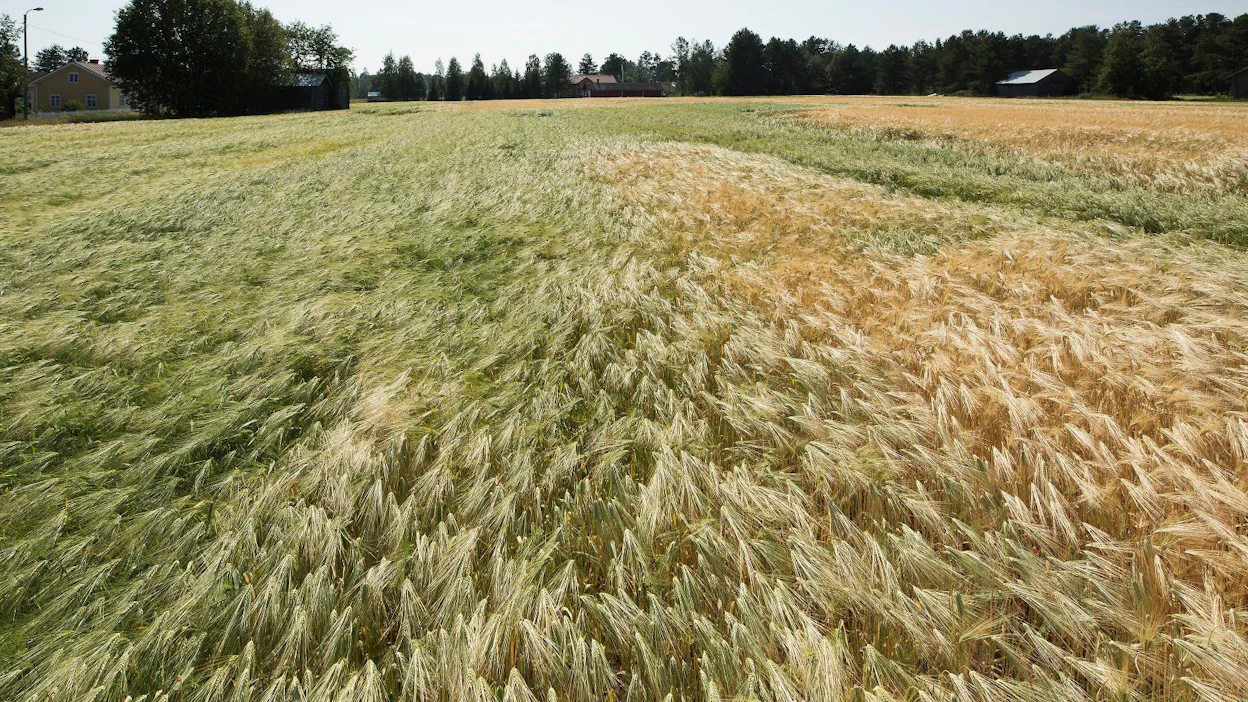 Kuivuus on kurittanut suurta osaa Eurooppaa, ja sadon odotetaan jäävän laajoilla alueilla selvästi normaalivuotta pienemmäksi. EU sallii tiettyjen tukiennakoiden maksun korotettuna taloudellisen tilanteen helpottamiseksi. Kuva Hailuodosta heinäkuulta.