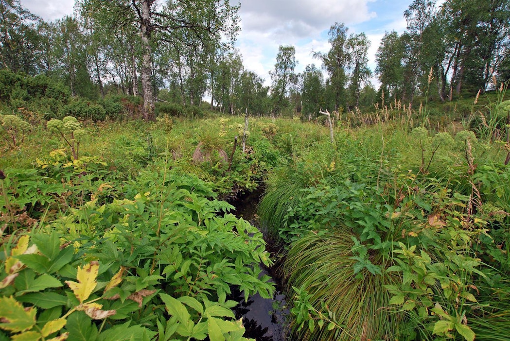 Geokätköt leviävät Metso-alueille - MT Metsä - Maaseudun Tulevaisuus