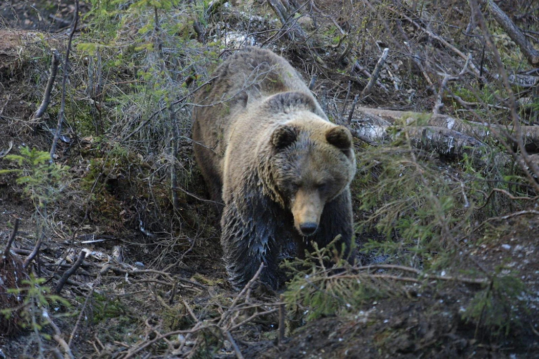 Noin vuoden ikäinen karhu riehui sotaharjoituksessa Vuosangan alueella. Kuvan karhu ei liity tapaukseen.