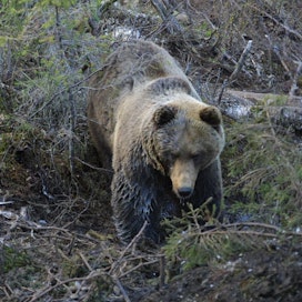 Noin vuoden ikäinen karhu riehui sotaharjoituksessa Vuosangan alueella. Kuvan karhu ei liity tapaukseen.