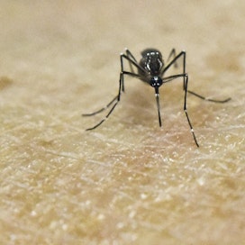 Hyttysten levittämästä zikaviruksesta tiedetään vielä vähän, tutkijat muistuttavat. LEHTIKUVA/AFP