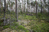 Suomalaista talousmetsää