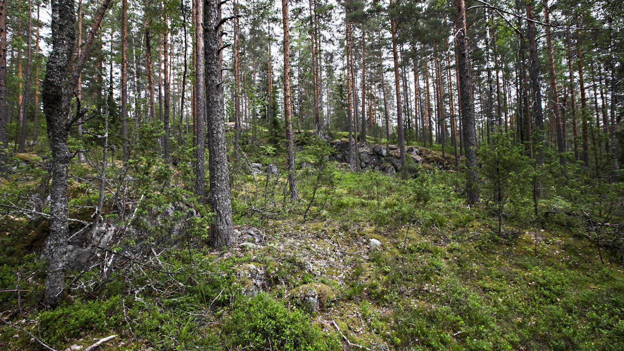 Kahden ison ruotsalaisen metsäyhtiön mielestä FSC-sertifiointi katsoo ympäristöä liian yksipuolisesti kapealla suojelunäkökulmalla.
