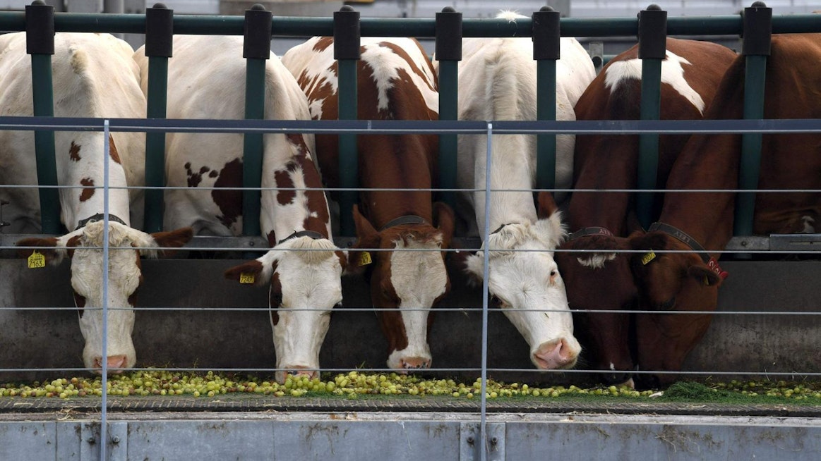 Nämä lehmät kuvattiin Rotterdamissa sijaitsevalla tilalla viime vuoden elokussa. LEHTIKUVA/AFP