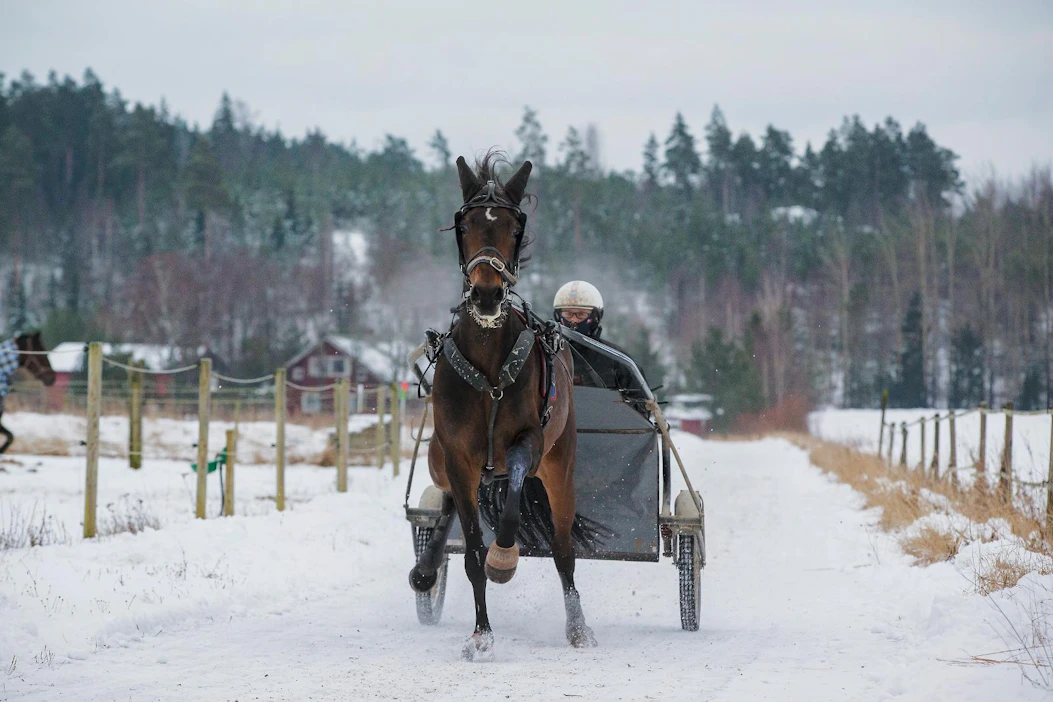 EE-tamma Ratu Royale treenasi Vesa Santasen kanssa viime viikolla kotimaisemissa.