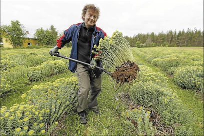 Ruusujuuri kasvaa hitaasti mutta sitkeästi. Vaikuttavat aineet kerääntyvät juuriin, Pentti Määttä sanoo. Pekka Fali