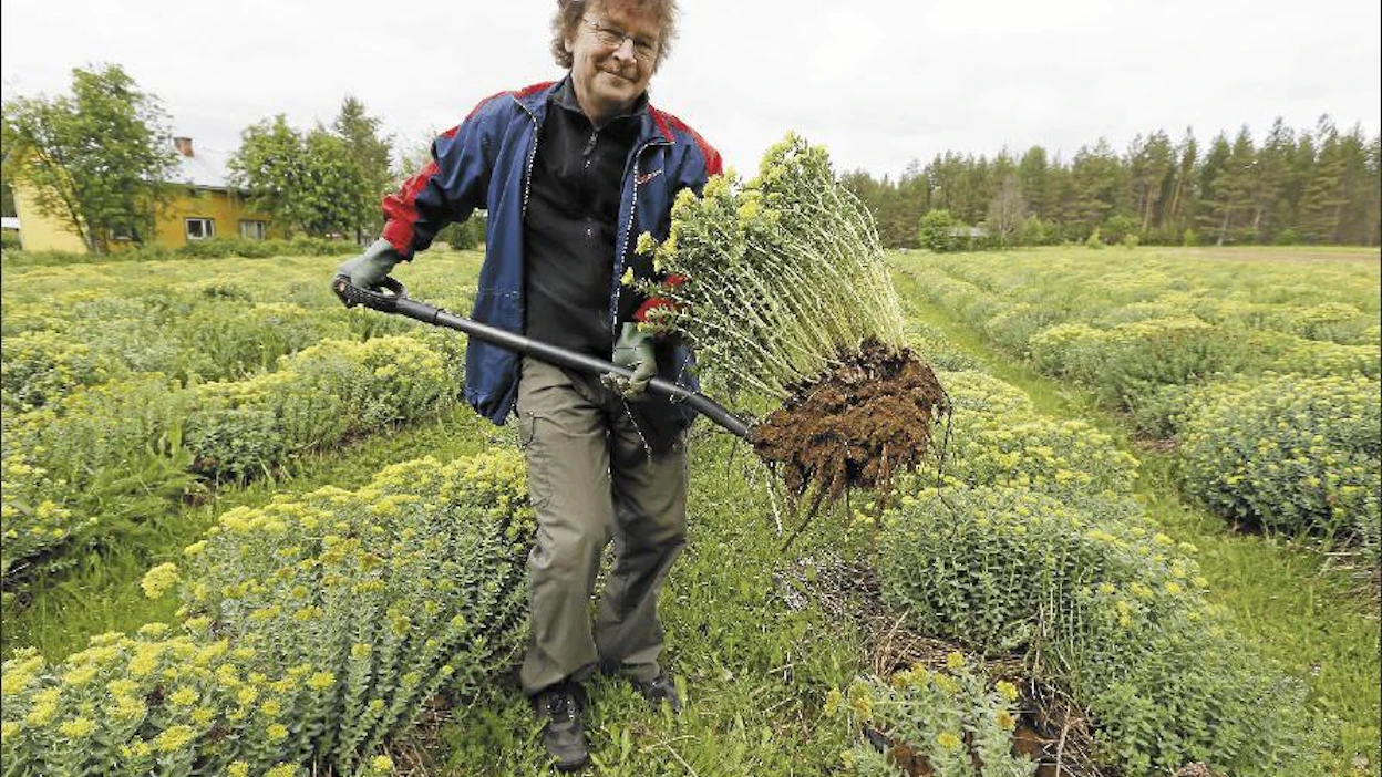 Ruusujuuri kasvaa hitaasti mutta sitkeästi. Vaikuttavat aineet kerääntyvät juuriin, Pentti Määttä sanoo. Pekka Fali