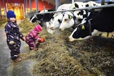 Vilja ja Venla Kallio antavat holstein-lehmille rehua Kallion tilalla Nivalassa. Holsteinit ja ayrshiret ovat Suomen suosituimpia maitokarjarotuja, joita on alettu nyt arvostaa myös pihvintuotannossa. Nurmirehu on lihan laadulle tärkeää.