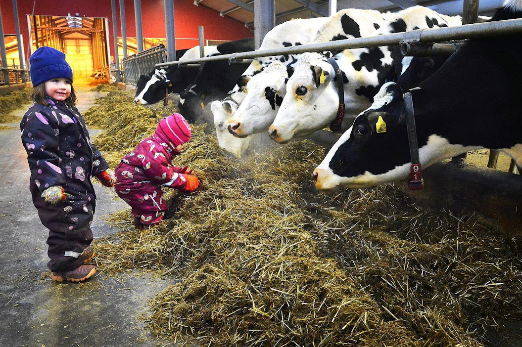 Vilja ja Venla Kallio antavat holstein-lehmille rehua Kallion tilalla Nivalassa. Holsteinit ja ayrshiret ovat Suomen suosituimpia maitokarjarotuja, joita on alettu nyt arvostaa myös pihvintuotannossa. Nurmirehu on lihan laadulle tärkeää.