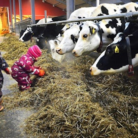 Vilja ja Venla Kallio antavat holstein-lehmille rehua Kallion tilalla Nivalassa. Holsteinit ja ayrshiret ovat Suomen suosituimpia maitokarjarotuja, joita on alettu nyt arvostaa myös pihvintuotannossa. Nurmirehu on lihan laadulle tärkeää.