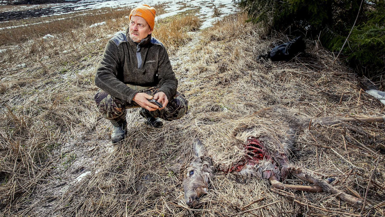 Seppo Kallio sai tiedon ilveksen tappamasta valkohäntäpeurasta päivää ennen kuin MT vieraili Haminassa. Ilvestä oli onnistanut saalistuksessa aivan kantatien 26 vieressä. Harvalukuista valkohäntäpeuraa tärkeämpi saaliseläin alueella on metsäkauris.