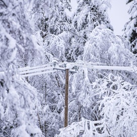 Tykkylumi on taivuttanut puita sähkölinjoille ja aiheuttanut sähkökatkoja. LEHTIKUVA / Kimmo Rauatmaa