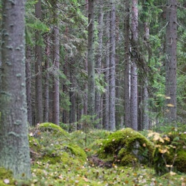 Vanhojen metsien suojeluohjelmaan suunnitellaan lisärahoitusta.