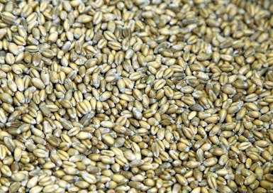 Vehnän leivontalaatu on nyt vaakalaudalla.