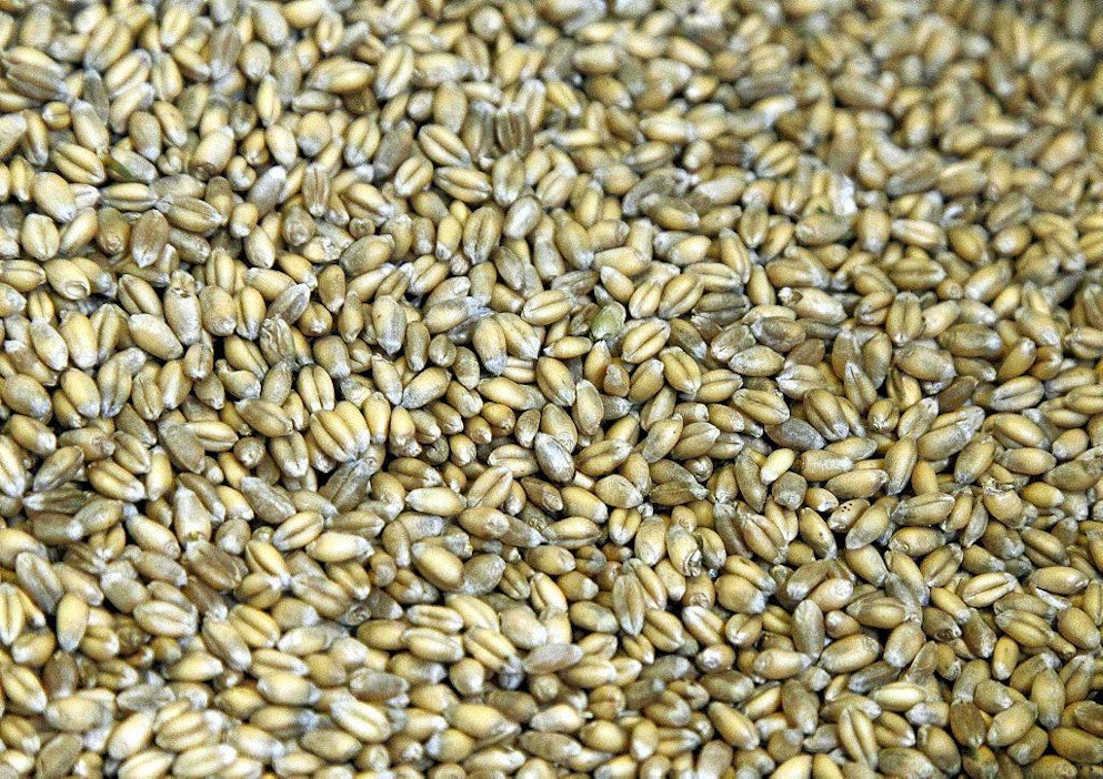 Vehnän leivontalaatu on nyt vaakalaudalla.