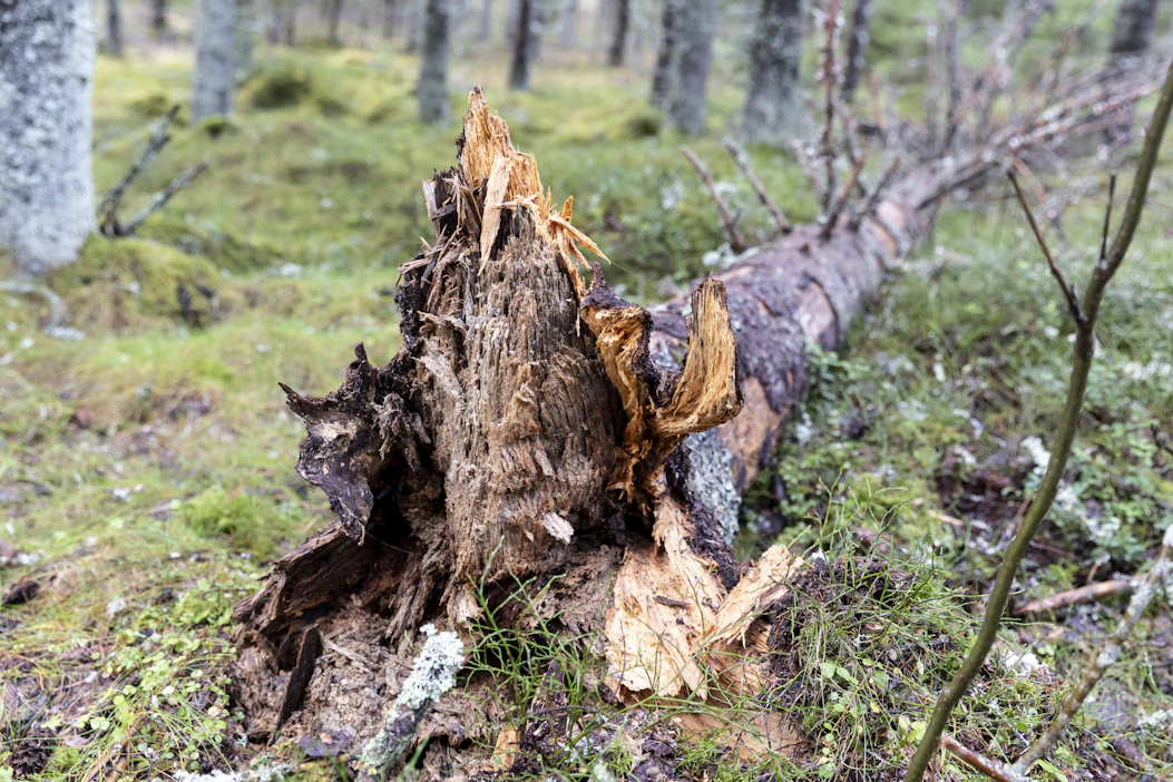 Tuhon aiheuttajista kuusenjuurikääpä on Suomessa taloudellisesti merkittävin: se aiheuttaa metsänomistajille vuosittain noin 51 miljoonan euron tappiot.