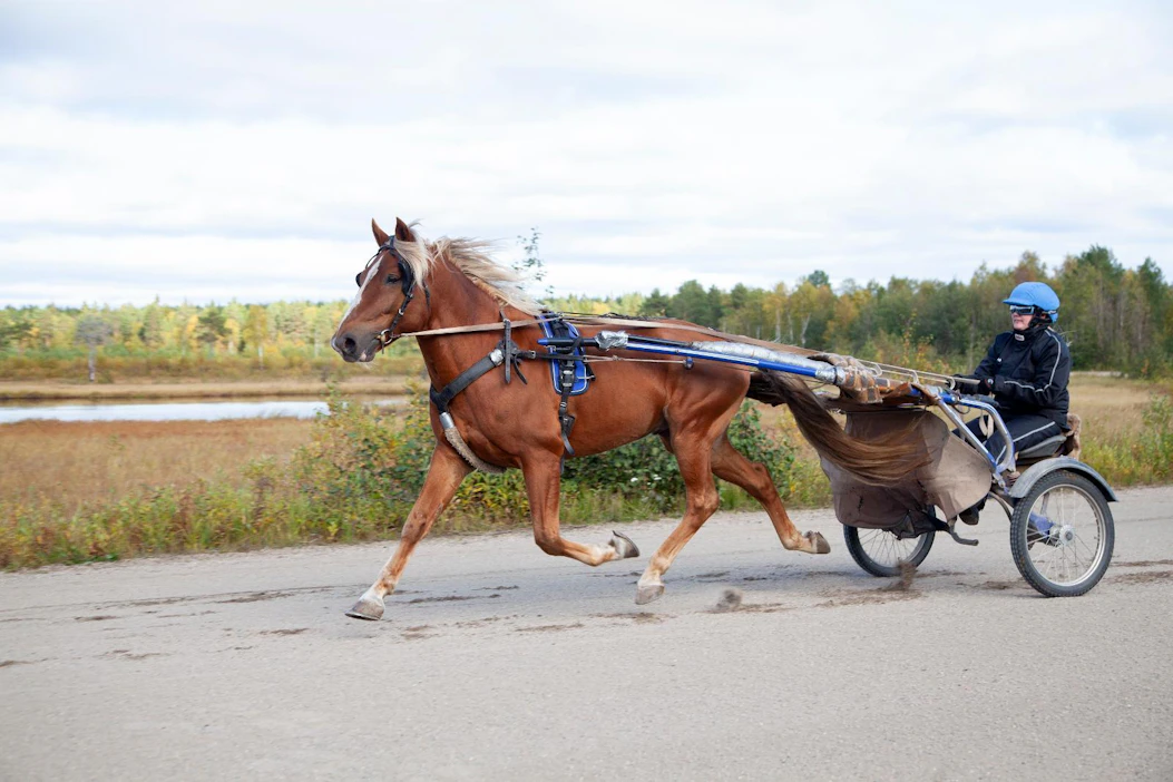Sanna Loukusa treenaa Unteroa Pudasjärven radalla. Tallin hevoset kilpailevat pääasiassa Pohjois-Suomen radoilla. Ruotsin puolella käydään Bodenissa, minne on matkaa 350 kilometriä.