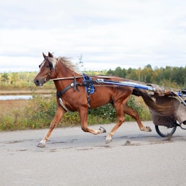 Sanna Loukusa treenaa Unteroa Pudasjärven  radalla. Tallin hevoset kilpailevat pääasiassa  Pohjois-Suomen radoilla. Ruotsin puolella käydään Bodenissa, minne on matkaa 350 kilometriä.