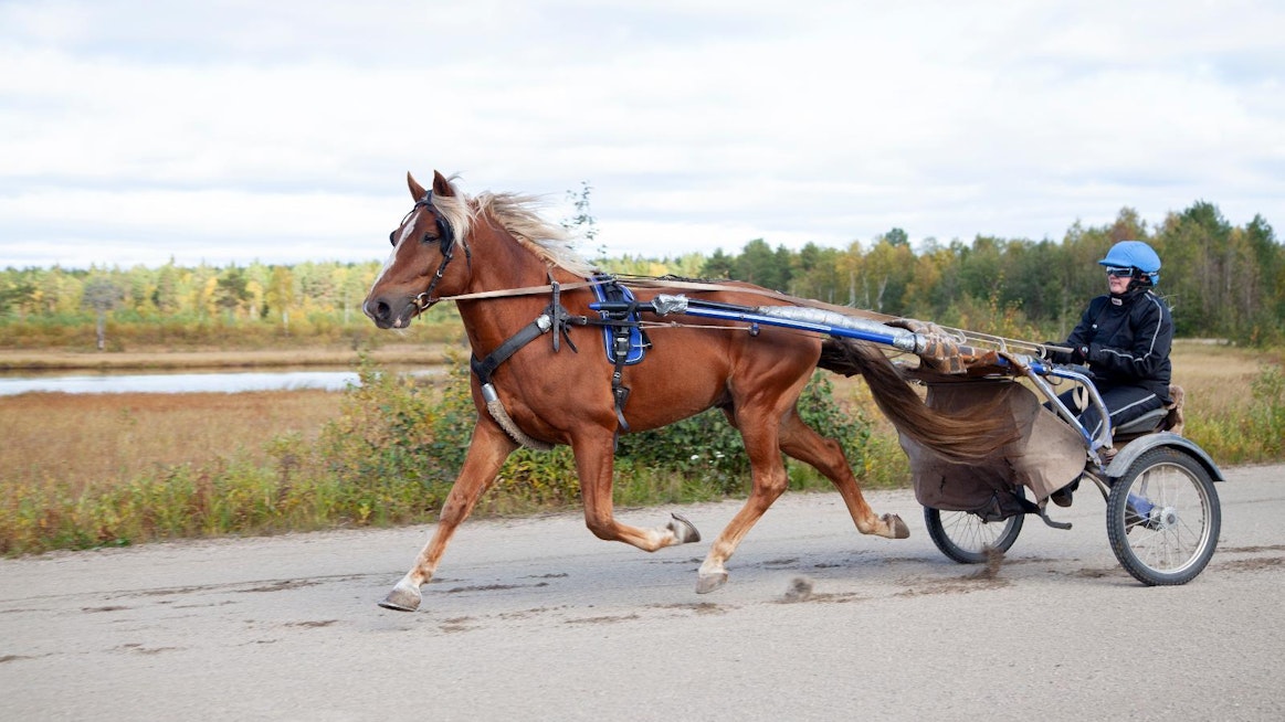 Sanna Loukusa treenaa Unteroa Pudasjärven  radalla. Tallin hevoset kilpailevat pääasiassa  Pohjois-Suomen radoilla. Ruotsin puolella käydään Bodenissa, minne on matkaa 350 kilometriä.