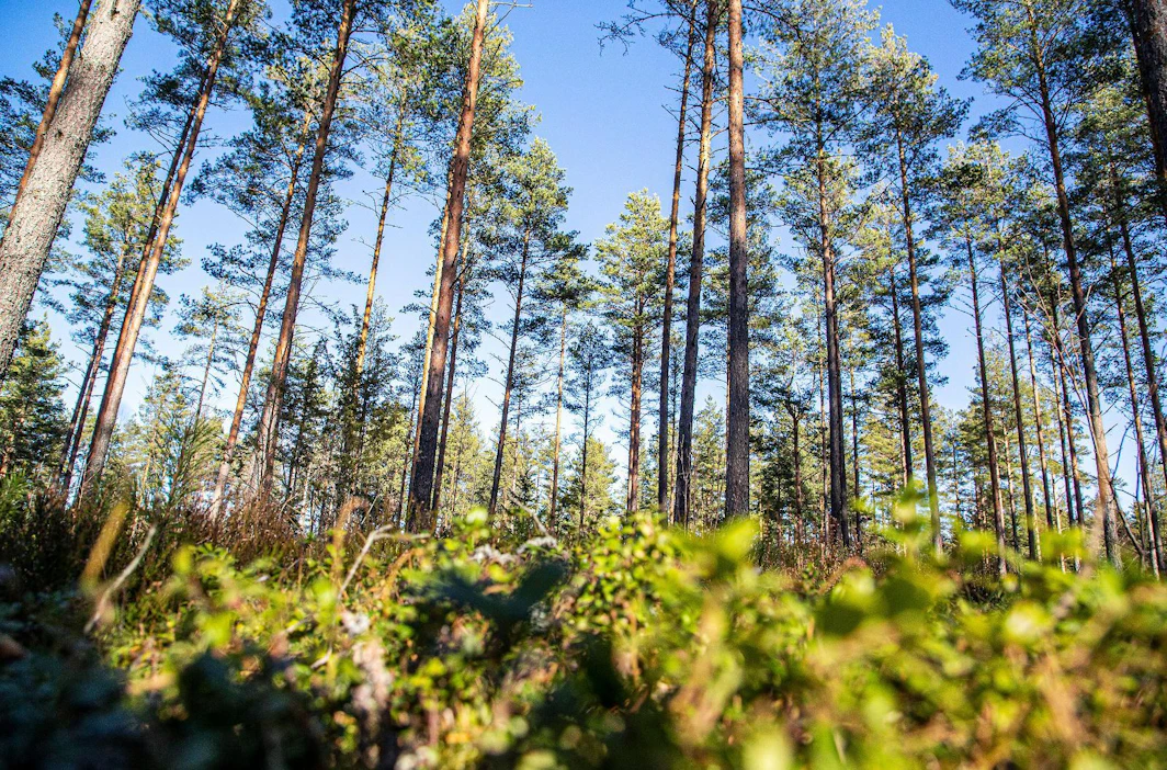Etelä-Suomessa maa ei ole monin paikoin jäätynyt tänä talvena lainkaan, eikä metsään ole päässyt raskailla koneilla. Kesäkorjuuleimikoille on nyt kysyntää.