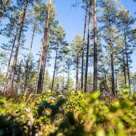 Etelä-Suomessa maa ei ole monin paikoin jäätynyt tänä talvena lainkaan, eikä metsään ole päässyt raskailla koneilla. Kesäkorjuuleimikoille on nyt kysyntää.