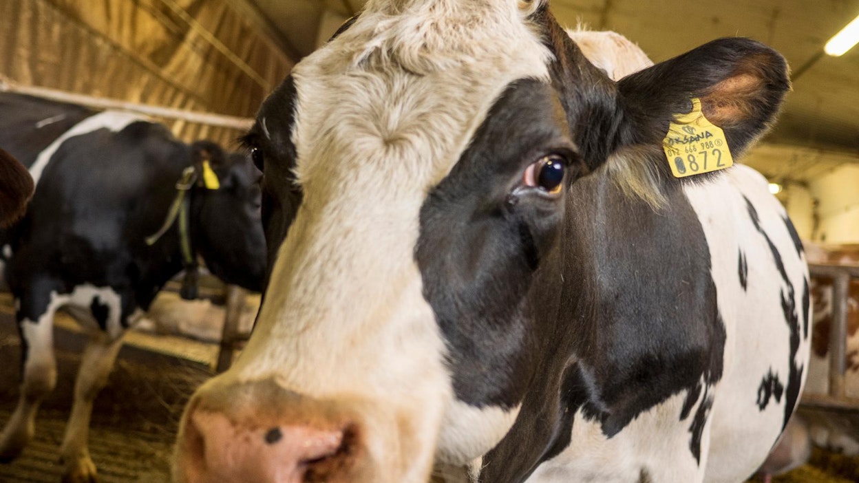 Oksana on yksi Lapin 9 738 lehmästä.