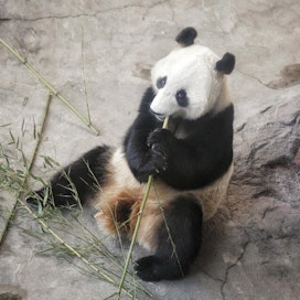 4,5-vuotias pandauros Pyry on tällä hetkellä satakiloinen. Täysikasvuisena sen odotetaan painavan 150-160 kiloa.
