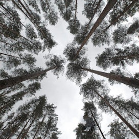 Metsäntutkimuslaitoksen Vesijaon tutkimusmetsä
vasemmalla harventamaton oikealla harvennettu metsä
metla metsä metsätutkimus metsänhoito puu latva latvus mänty