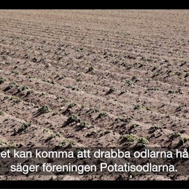 Pakkanen vikuutti perunaa laajalti Etelä-Ruotsissa. Kesäperunan nostot viivästyvät ehkä kuukauden. Kuvankaappaus ATL-verkkolehdestä.