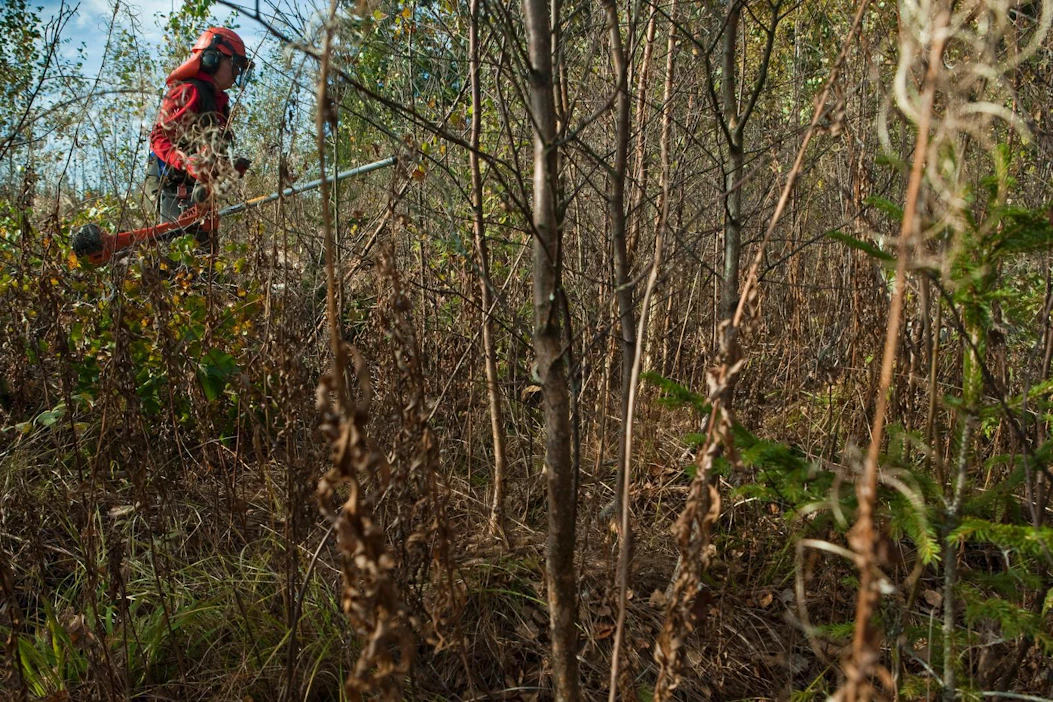 Jotta yksityismetsien metsänhoitorästit saataisiin vähenemään, tarvittaisiin uudenlaisia palveluita ja neuvontaa.