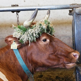 Satatonnariksi kutsutaan lehmää, joka on elinaikanaan tuottanut satatuhatta kiloa maitoa. Kuvan ayrshire-lehmä Sipriinalla ja sen siskolla Riitulla rajapyykki tuli hiljattain täyteen.