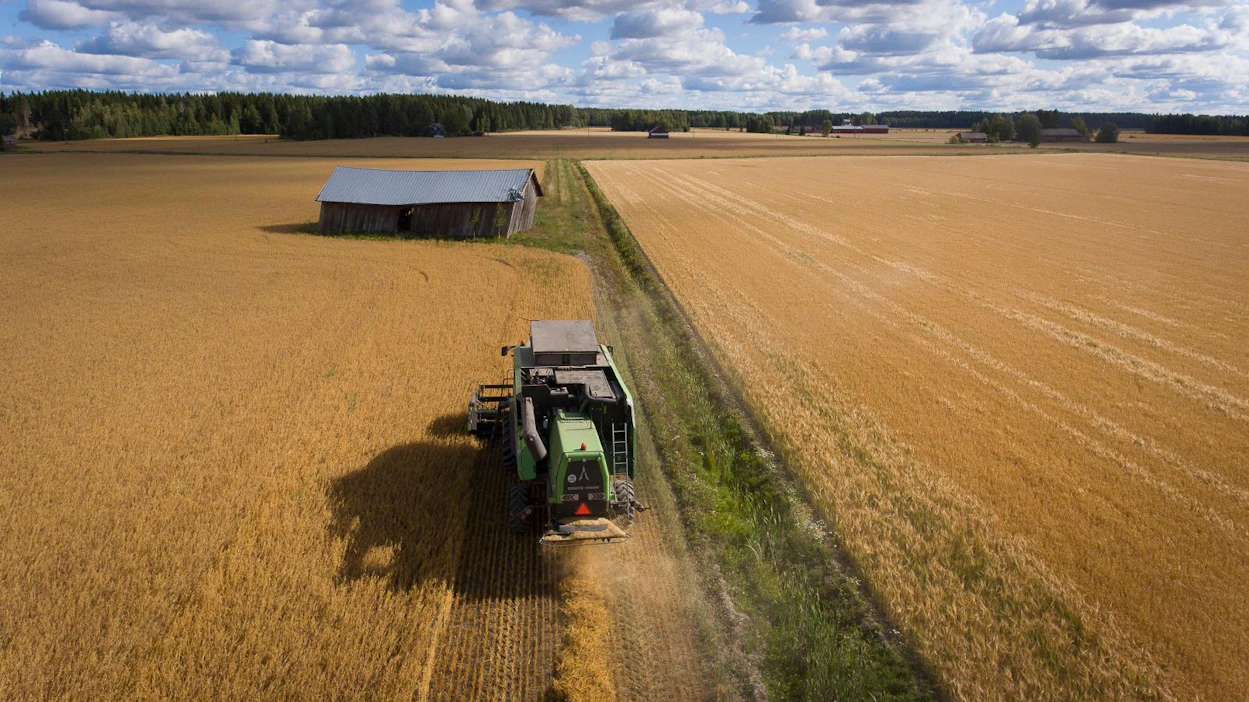 Juho Riuttamäki korjasi rehuviljaa naapurin pellolla viime viikolla. Sadon hän ostaa ja käyttää lihasikalassa rehuna.
