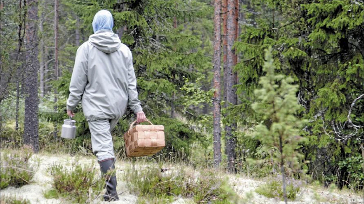 Luonnontuotealan yritysten mielestä marjojen poimintaohjeita tulisi kehittää. Jaana Kankaanpää