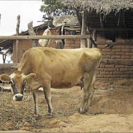 Jerseylehmä tyypillisessä malawilaisessa karjasuojassa. Leena Lähteenmäki