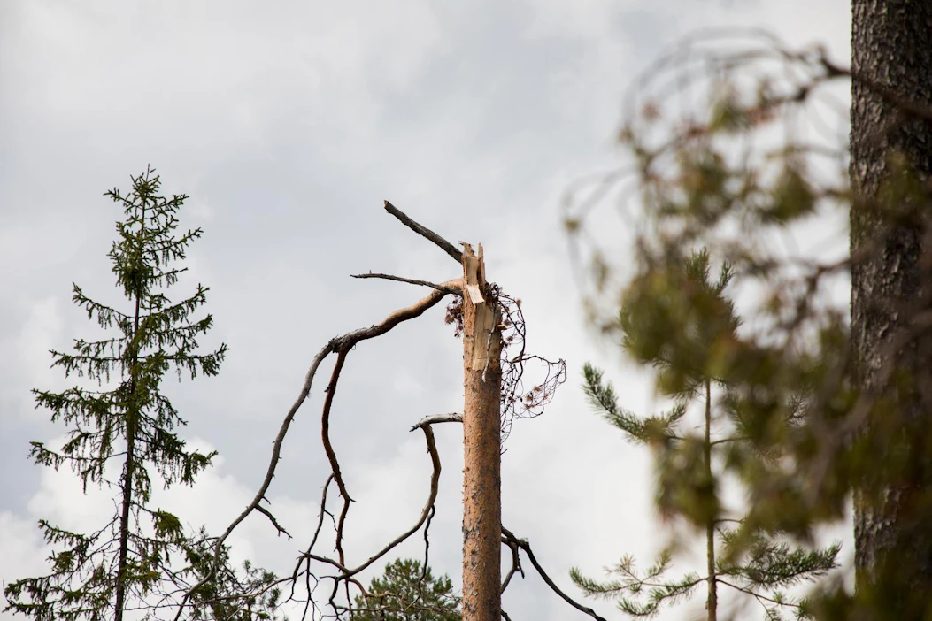 Paula-myrsky kaatoi kesällä Suomessa metsää kymmenien miljoonien eurojen arvosta Koillismaalla.
