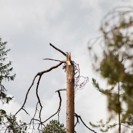 Paula-myrsky kaatoi kesällä Suomessa metsää kymmenien miljoonien eurojen arvosta Koillismaalla.