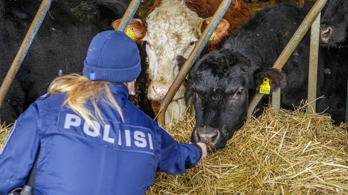 Itä-Suomen poliisin eläinpartio kävi tutustumassa emolehmätilaan Kuopion Vehmersalmella. Tilan asiat ovat kunnossa, eikä vierailu liittynyt eläinsuojeluilmoitukseen.