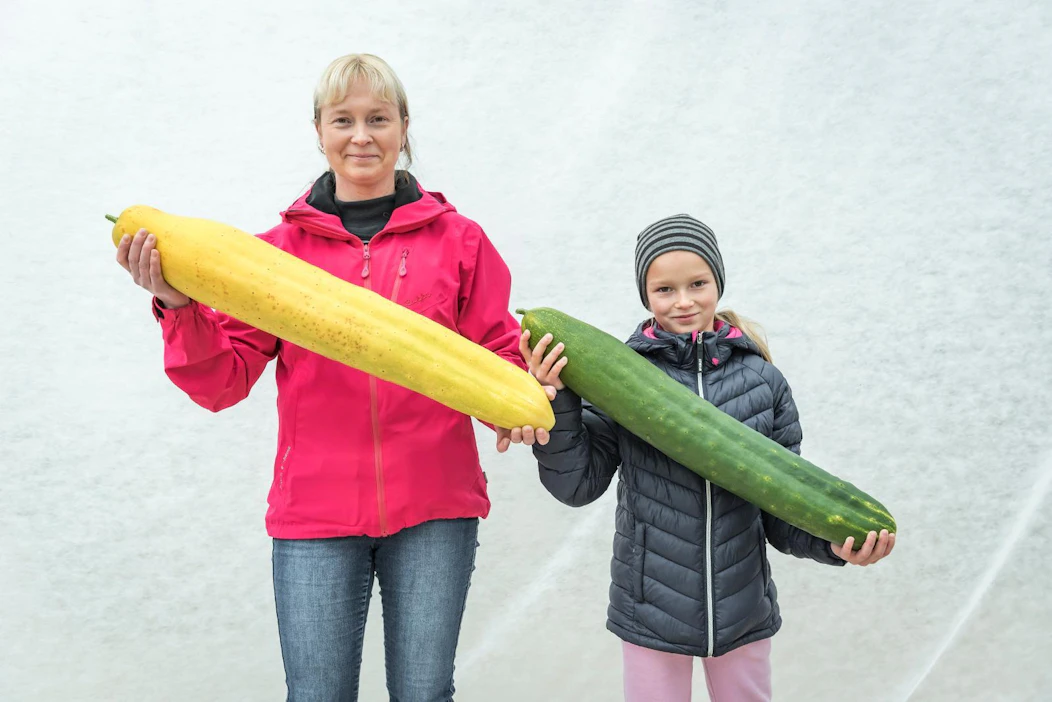 Laura Pirhosen kasvattama ennätyskurkku painaa 6,1 kiloa. Sama taimi teki useita jättikurkkuja, joista yhtä pitelee Helmi Varis (oik.).