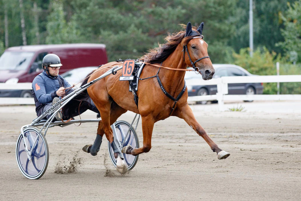 Lake's Action on voittosummalla mitaten HJ-Stablen tähän asti ansioitunein kasvatti. Reilut 70 000 euroa tienannut 1.11,3-aikainen ruuna lämmittelee kuvassa starttiin rattaillaan valmentajansa Ville Hakala.